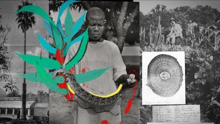 No trilho dos naturalistas